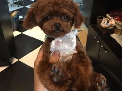 -Oh My Dog宠物沙龙(伊珊娜皮毛护理店)