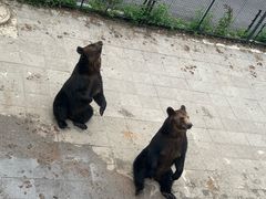 -大连森林动物园