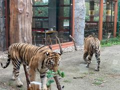 -上海野生动物园老虎餐厅