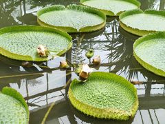 -中国科学院华南植物园