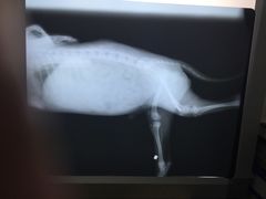 -佳怡动物医院·平价24小时·猫专科骨外科