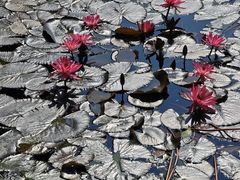 -荔湾湖公园