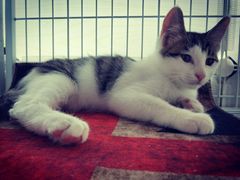 -瑞派福兴宠物医院犬猫全科·骨科·中西医结合(河东店)