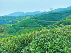 -龙坞茶村