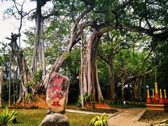 -瑞丽独树成林风景区