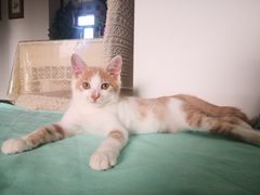 -美联众合宠物医院·爱萌分院·内外科·猫科中心