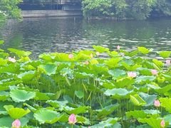 -荔湾湖公园
