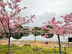 -新江湾城公园