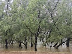 -宝安西湾红树林湿地公园