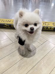 -德加芭蕾·舞蹈培训