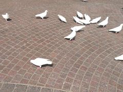 -东部华侨城
