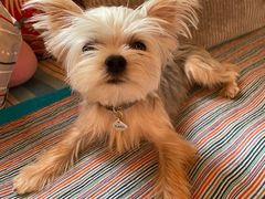 -北京恒爱动物医院(清景园分院)