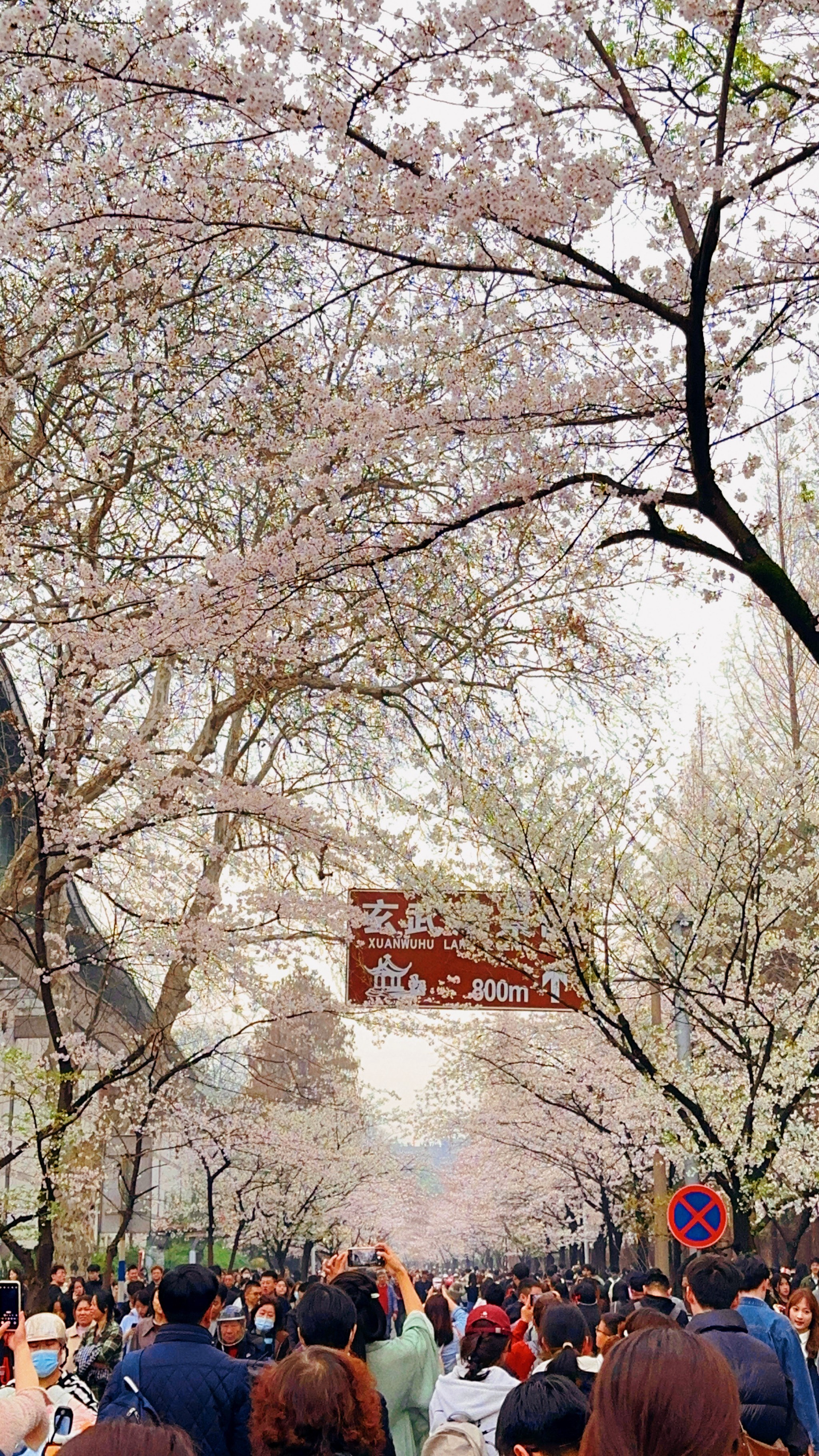 鹿鸣寺的樱花图片