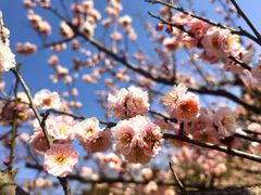 -梅花山(明孝陵内)