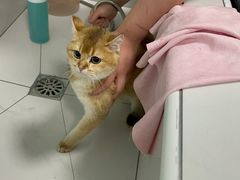 -中农大我爱我爱动物医院·核磁CT·猫病·24小时夜诊中心(石佛营店)