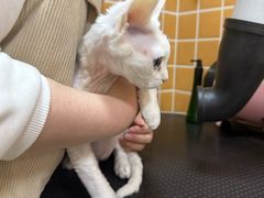 -70cat德文卷毛猫·缅因猫纯种猫舍