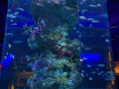 -芜湖新华联大白鲸海洋公园
