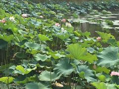 -荷塘月色湿地公园·向阳花洲