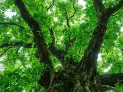 -汉长安城未央宫国家考古遗址公园