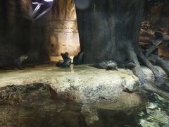 -迪拜水族馆及水下动物园