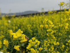 -光明小镇欢乐田园