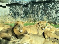 -北京野生动物园