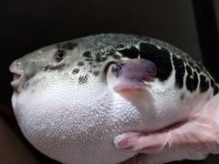 -鲐赏河豚(长寿店)
