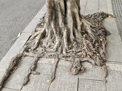 -南宁南湖公园