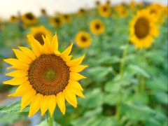 -光明小镇欢乐田园