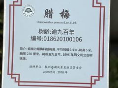 -十八棵（老龙井）御茶园(老龙井店)