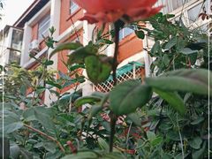 -北京大学燕东园