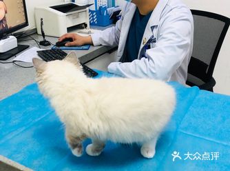 朋友家的猫猫一直很难受的打喷嚏，咳嗽，眼睛还在流眼泪