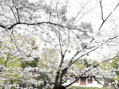 -嘉定紫藤园