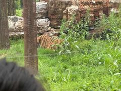 -秦皇岛野生动物园