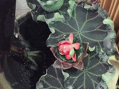 -尚香汤包文博馆(合兴路店)