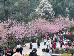 -南山植物园