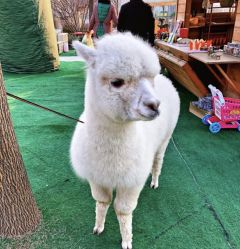 -萌宠亲子动物乐园(槐房万达店)