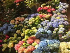 -双季花艺园艺市场(浦东店)