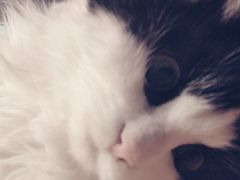 -纳吉亚猫专科动物诊疗中心(蒋宅口分院)