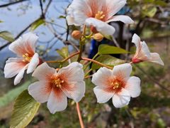 -舒家湾天主教堂