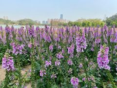 -顺峰山公园