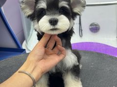 -唐小姐の私宠·宠物洗护美容·撸猫馆·购宠(周浦万达旗舰店)