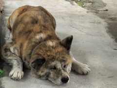 -马陆小张葡萄园农家乐