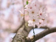 -高东镇樱花园