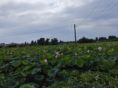 -陶辛水韵