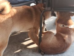 -柴犬高等学院·狗咖·柴犬售卖·宠物训练