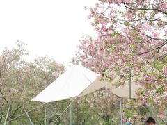 -天适樱花悠乐园