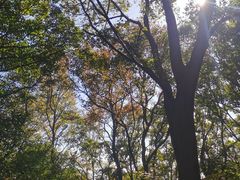 -紫金山山顶公园