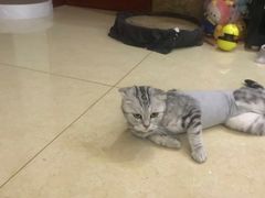 -关爱宠物医院·猫科中心·消化科(滨湖万达分院)