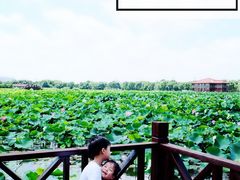 -荷塘月色湿地公园·向阳花洲